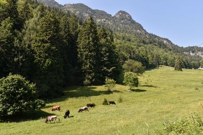 View of sheep grazing on field