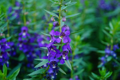 Close-up of purple flowering plant