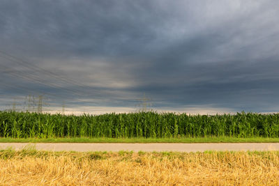 Scenic view of agricultural field against sky