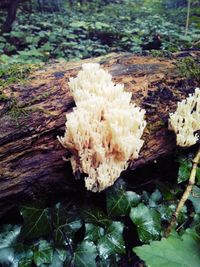 Close-up of mushroom