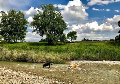 Dog on field by trees against sky