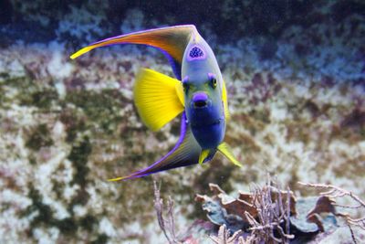 Close-up of fish underwater
