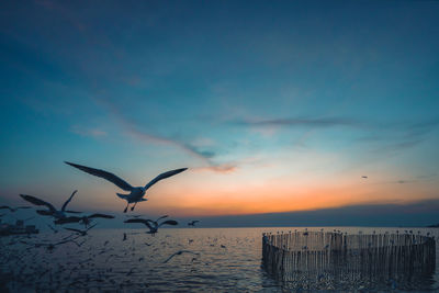 Seagulls flying over sea against sky during sunset