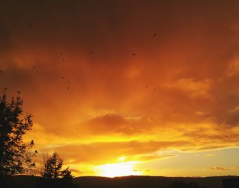 Low angle view of silhouette birds flying against orange sky