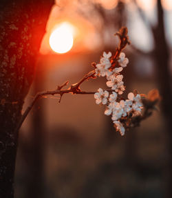 Close-up of cherry blossom