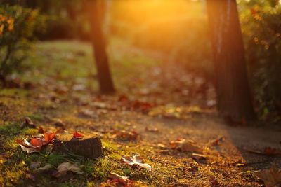 Fallen leaves in forest