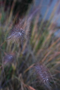 Close-up of dandelion flower