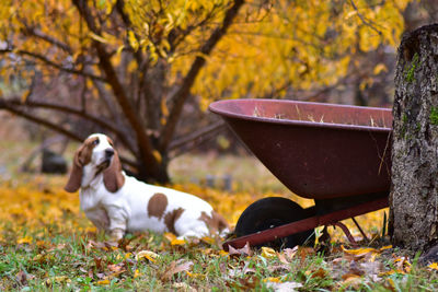 Dog by wheelbarrow on leaves covered during autumn