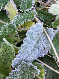 Close-up of frozen plants during winter