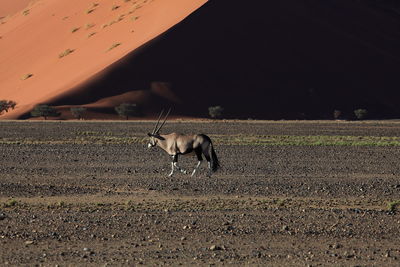 Oryx in desert on sunny day