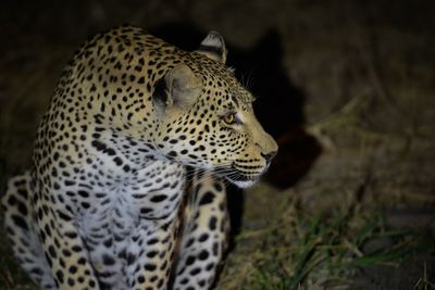 Close-up of a cat looking away