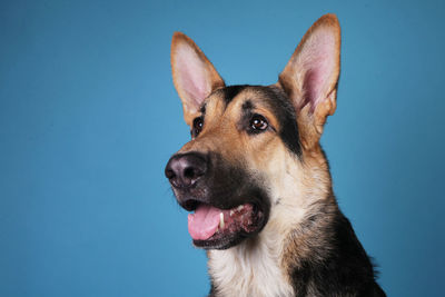 Close-up of a dog over blue background