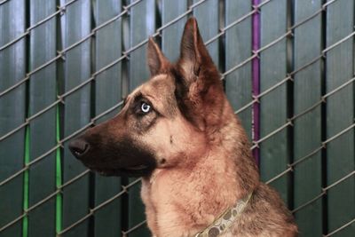 Close-up of german shepherd looking away against fence