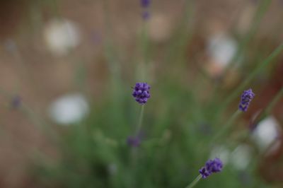 Close-up of purple flowers