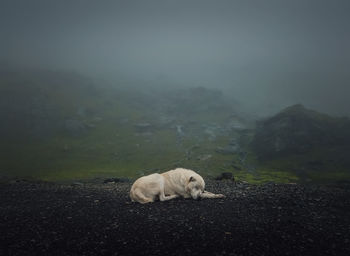 Moody and silent scene with a white, wolf like dog sleeping outdoors on the top of transfagarasan