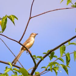 Low angle view of bird perching on tree against sky