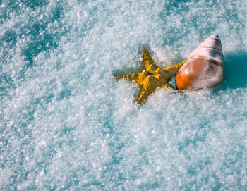 Starfish and snail shell in snow