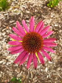 Close-up of pink flower on field