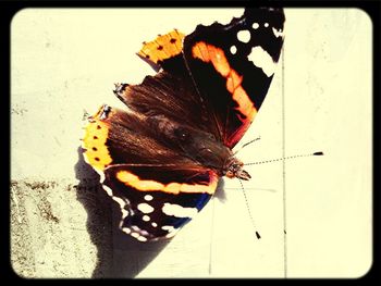 Butterfly on leaf