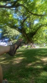 Trees on grassy field