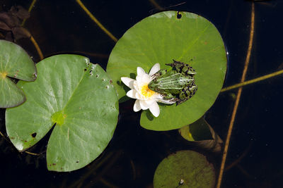 High angle view of lotus water lily in pond