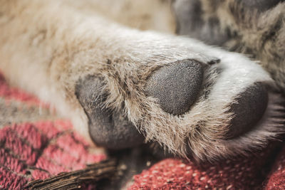 Close-up of a dog