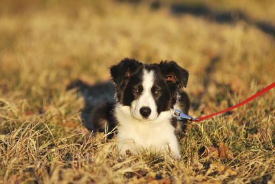 Portrait of border collie dog sitting on grassy field during sunset
