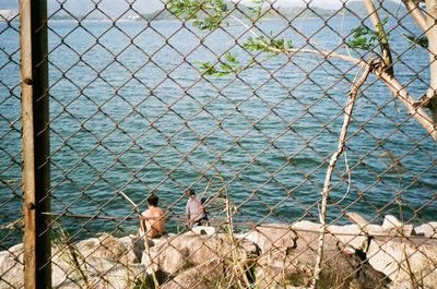 View of birds on chainlink fence