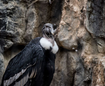 Close-up of vulture against rock