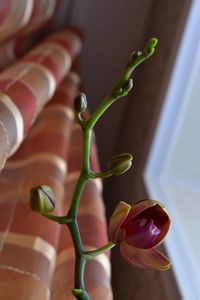 Close-up of flowering plant on table