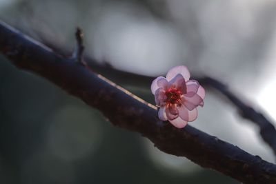 Close-up of pink flower on branch