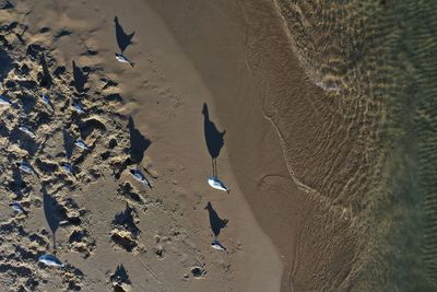 High angle view of birds on beach