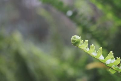 Close-up of flower buds
