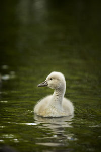 Swan swimming in lake