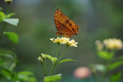 Close-up of butterfly pollinating flower