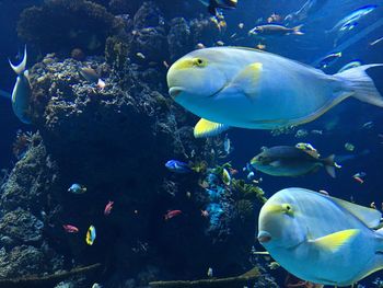 Close-up of fish swimming in aquarium