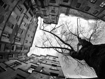 Directly below shot of bare tree and buildings in city