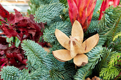 Close-up of christmas tree