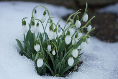 Close-up of white flowers growing on plant