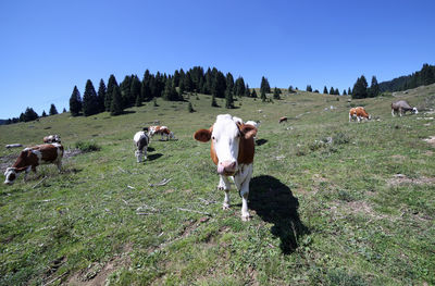 Cows grazing in mountains 