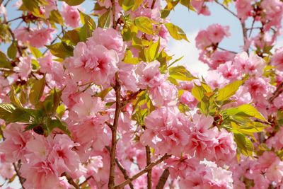 Close-up of pink cherry blossoms in spring