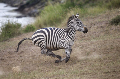 Zebra standing on field