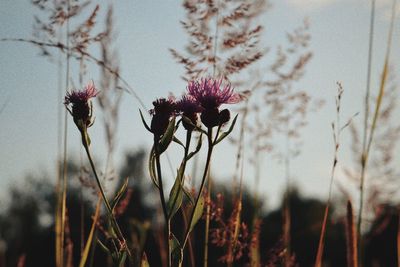 Close-up of plant against blurred background