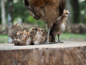 Close-up of ducks on wood