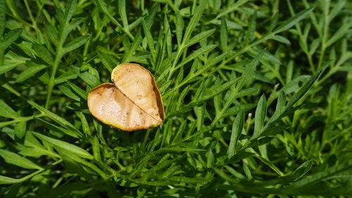 Close-up of leaf on grass