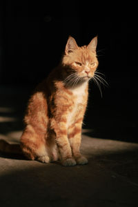 Close-up of cat sitting on floor