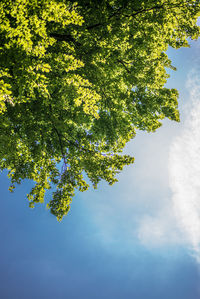 Low angle view of tree against sky