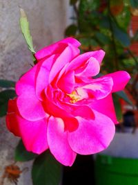 Close-up of pink flower