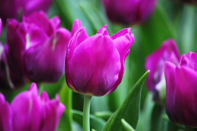 Close-up of pink tulips