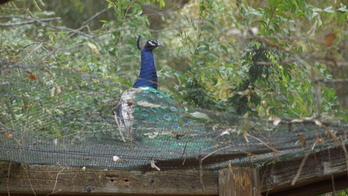 Close-up of peacock perching on tree